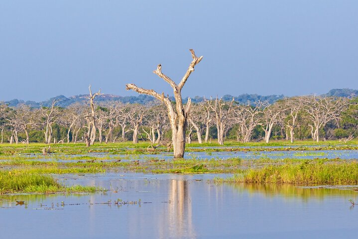 Yala National Park Wildlife Safari/ Game Drive - by Ajith Safari