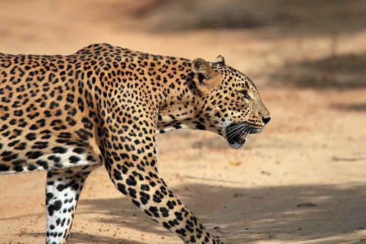 Yala National Park Wildlife Safari/ Game Drive - by Ajith Safari
