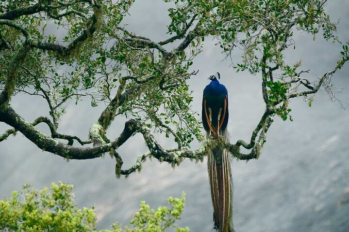 Yala National Park Wildlife Safari/ Game Drive - by Ajith Safari