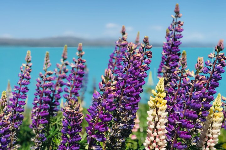 Christchurch to Queenstown One-Way Tour via Mt Cook & Lake Tekapo