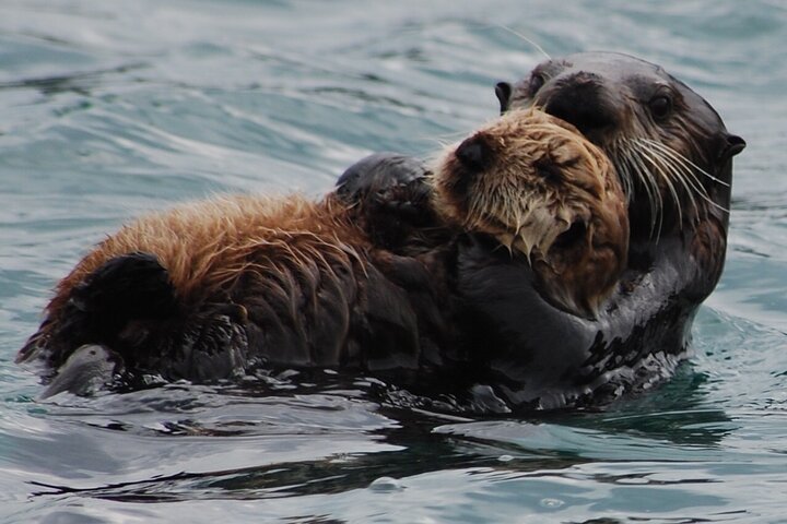 Hoonah Whale-Watching Cruise - Near Icy Strait Point