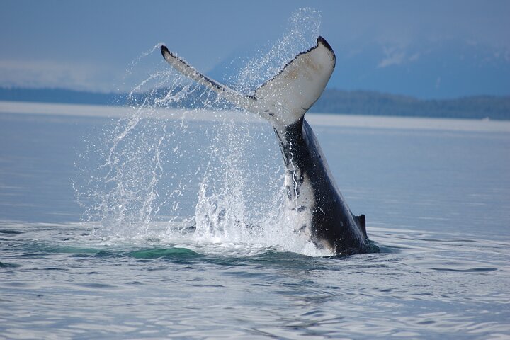 Hoonah Whale-Watching Cruise - Near Icy Strait Point