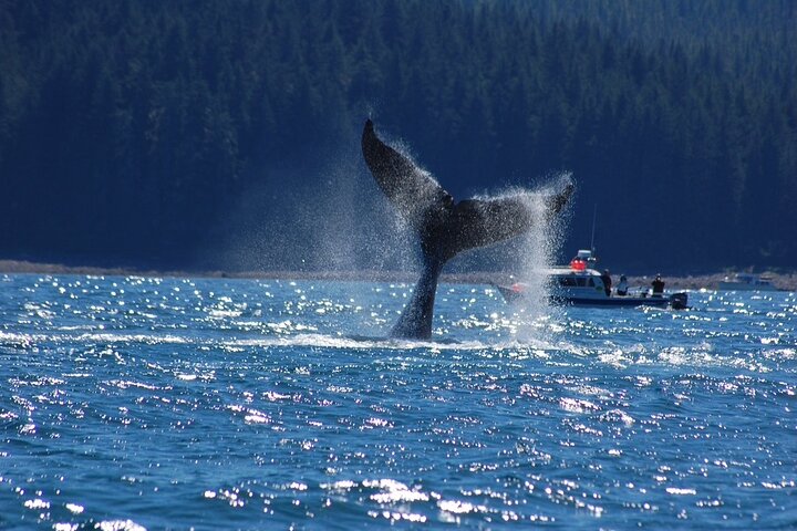 Hoonah Whale-Watching Cruise - Near Icy Strait Point