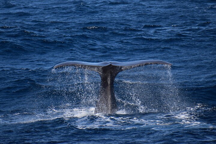 Whale and dolphin watching in Pico Island