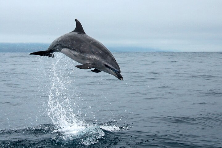 Whale and dolphin watching in Pico Island