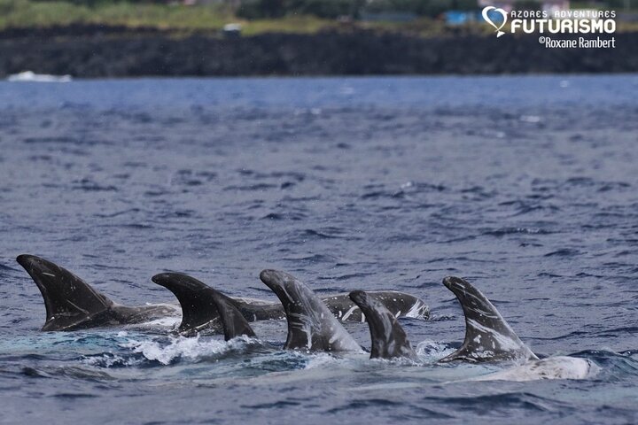 Whale and dolphin watching in Pico Island