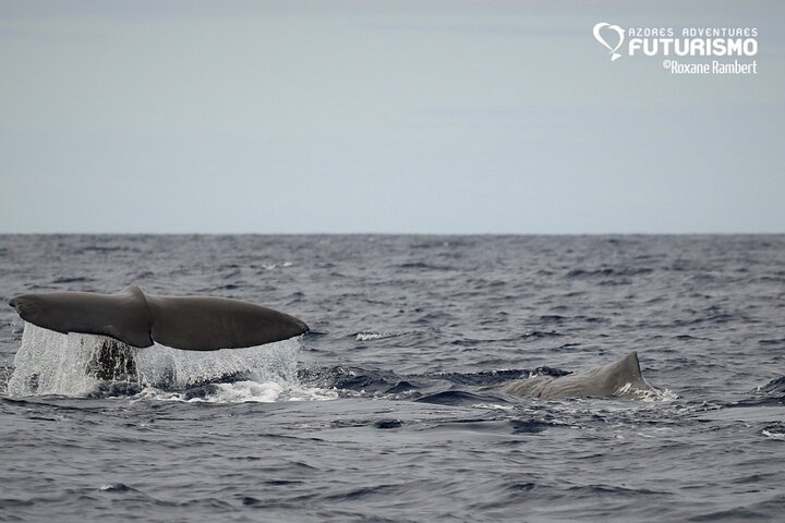 Whale and dolphin watching in Pico Island