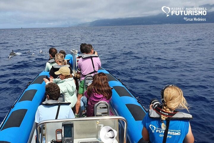 Whale and dolphin watching in Pico Island