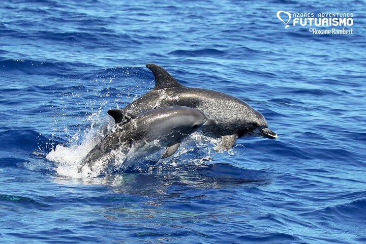 Whale and dolphin watching in Pico Island