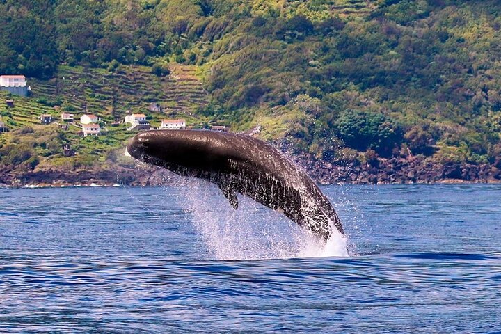 Whale and dolphin watching in Pico Island