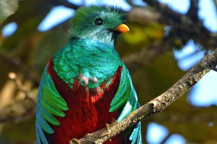 El Quetzal Birdwatching Tour from Cobán:Guatemala's National Bird