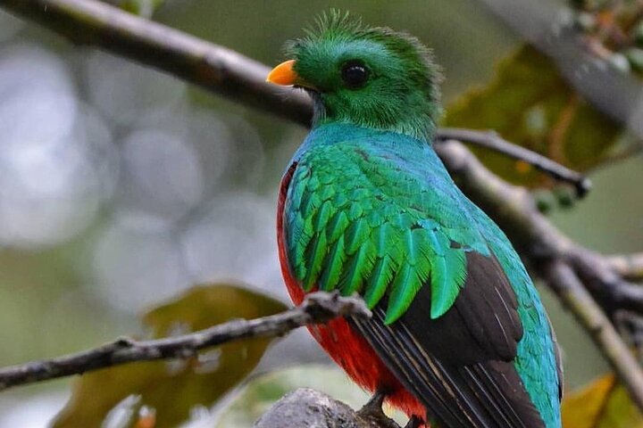El Quetzal Birdwatching Tour from Cobán:Guatemala's National Bird