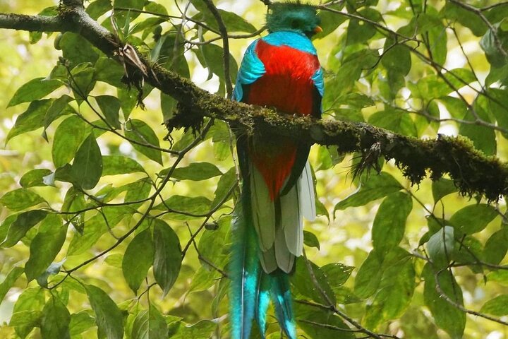 El Quetzal Birdwatching Tour from Cobán:Guatemala's National Bird