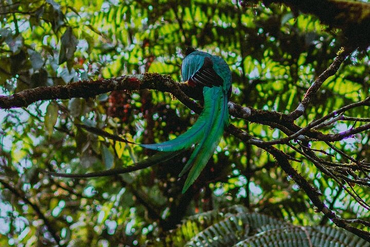 El Quetzal Birdwatching Tour from Cobán:Guatemala's National Bird