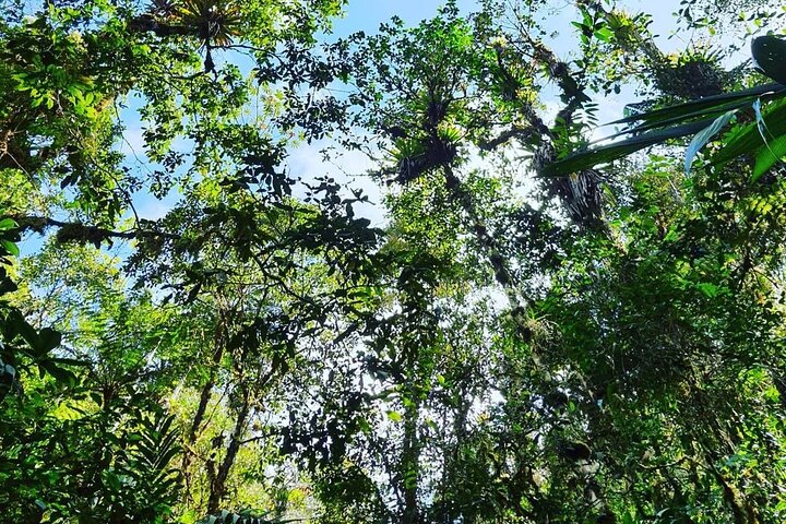 El Quetzal Birdwatching Tour from Cobán:Guatemala's National Bird