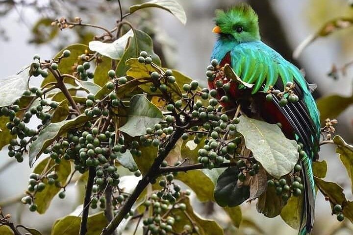El Quetzal Birdwatching Tour from Cobán:Guatemala's National Bird