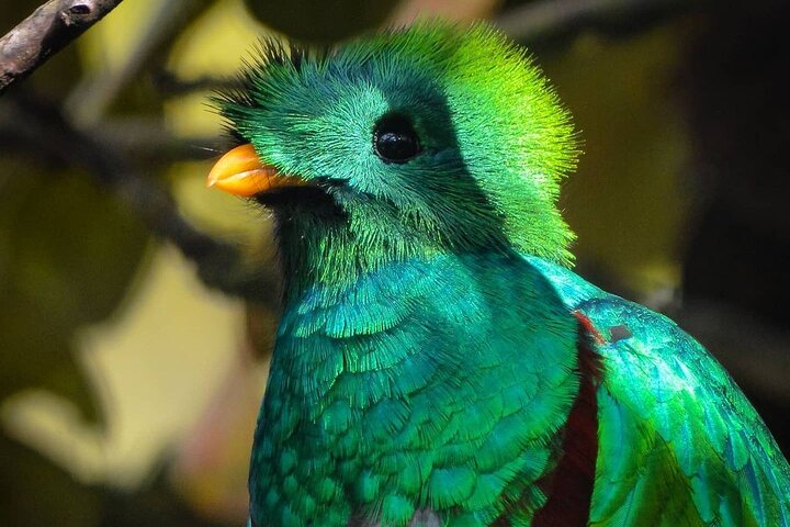 El Quetzal Birdwatching Tour from Cobán:Guatemala's National Bird