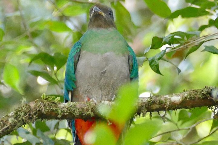 El Quetzal Birdwatching Tour from Cobán:Guatemala's National Bird