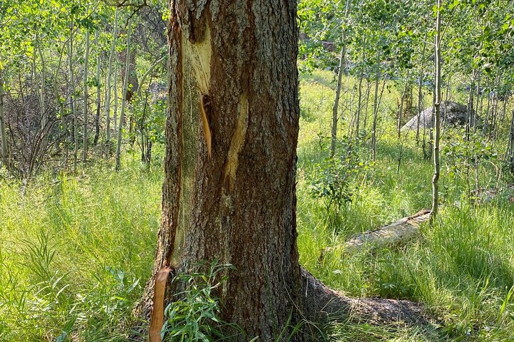 Yellowstone Full-Day Upper Loop with Wildlife Adventure w/Lunch