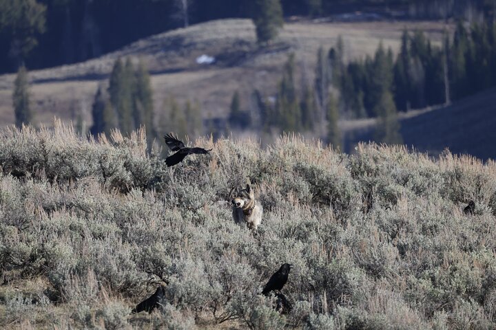 Yellowstone Full-Day Upper Loop with Wildlife Adventure w/Lunch