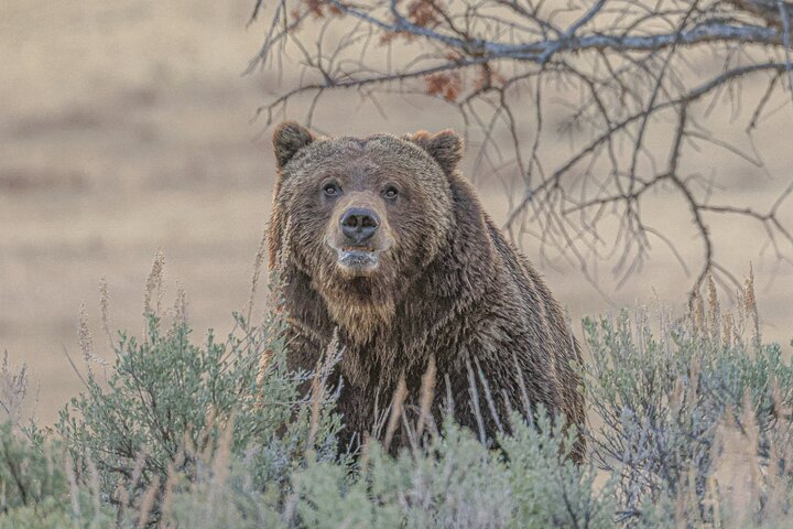 Yellowstone Full-Day Upper Loop with Wildlife Adventure w/Lunch