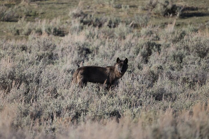 Yellowstone Full-Day Upper Loop with Wildlife Adventure w/Lunch