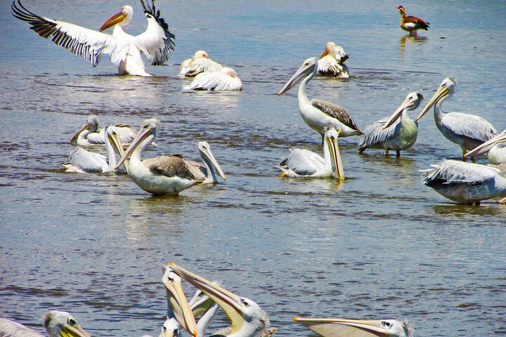 Lake Nakuru Day Trip Safari – & Optional Lake Naivasha Boat