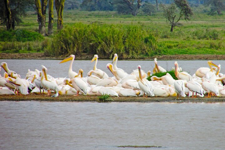Lake Nakuru Day Trip Safari – & Optional Lake Naivasha Boat