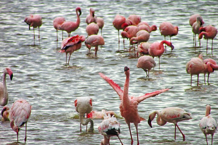 Lake Nakuru Day Trip Safari – & Optional Lake Naivasha Boat