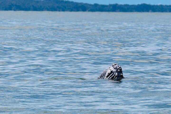 Bahía Málaga: Humpback Whale Watching in Cali - Colombia