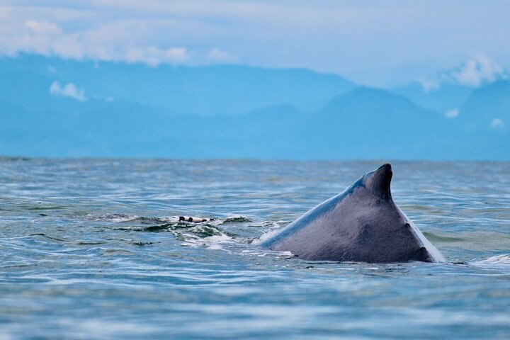 Bahía Málaga: Humpback Whale Watching in Cali - Colombia