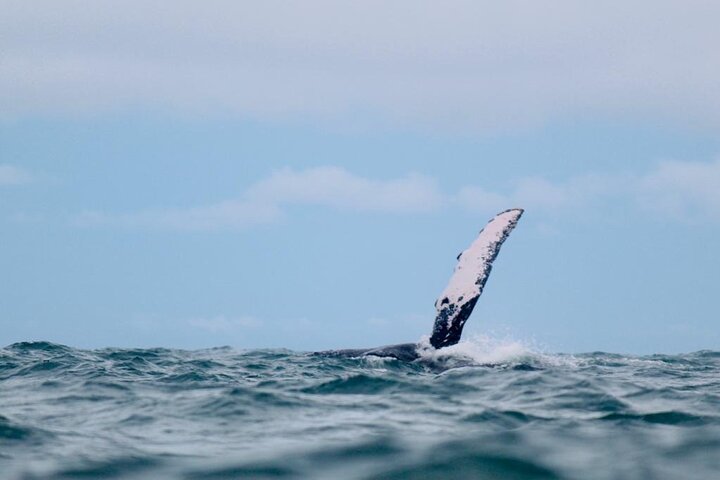 Bahía Málaga: Humpback Whale Watching in Cali - Colombia