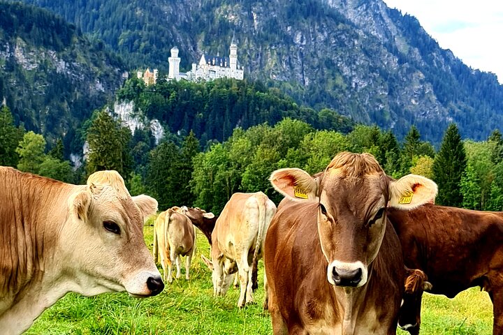Neuschwanstein Castle Tour with Skip the Line from Hohenschwangau