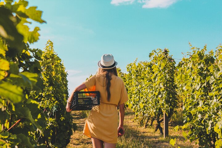 Wine Lovers - Punta Wine Experience