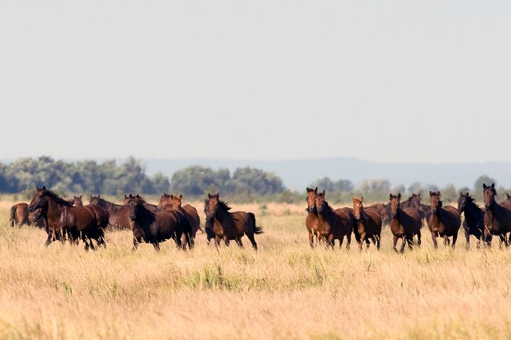 GROUP Guided Day Trip to the Danube Delta, Tulcea - Letea