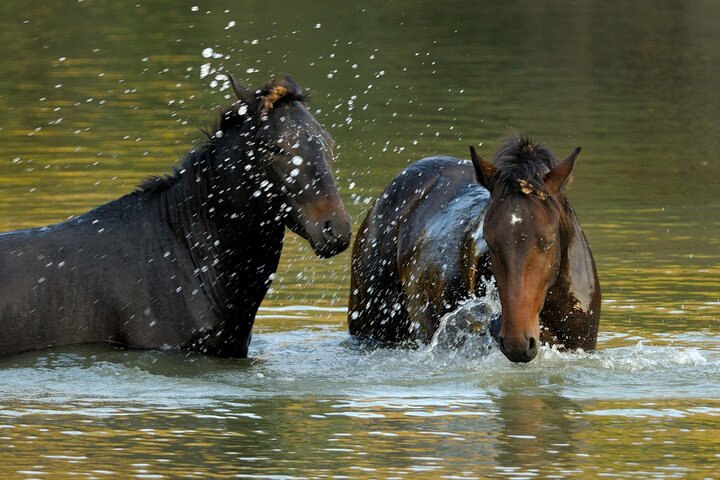 GROUP Guided Day Trip to the Danube Delta, Tulcea - Letea