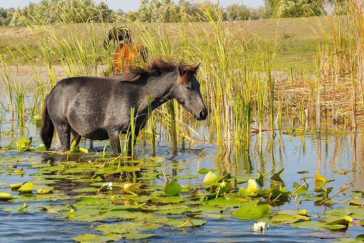 GROUP Guided Day Trip to the Danube Delta, Tulcea - Letea