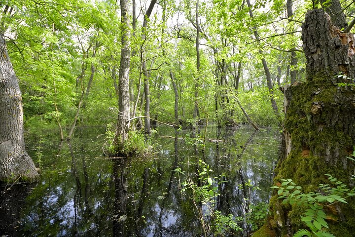 GROUP Guided Day Trip to the Danube Delta, Tulcea - Letea
