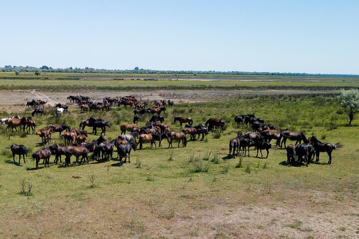 GROUP Guided Day Trip to the Danube Delta, Tulcea - Letea