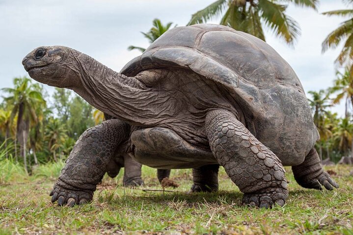 Full-Day Private Stone Town +Spice Farm and Prison Island Tour