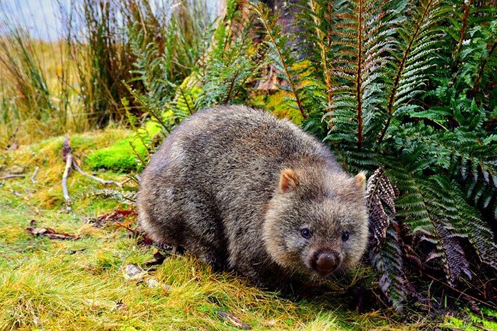 Cradle Mountain National Park Day Tour from Launceston
