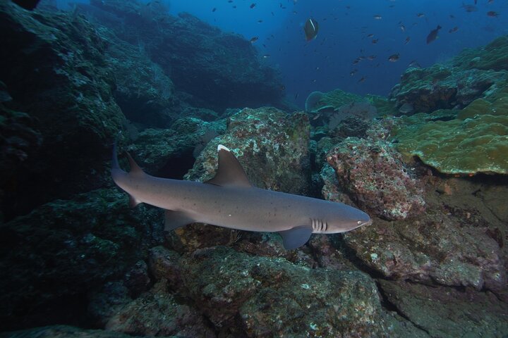 Diving tour in Isla del Caño for certified divers