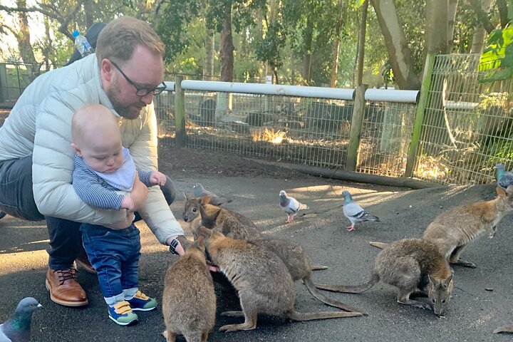 Blue Mountains Private Tour From Sydney, & Featherdale Aussie Animal Park Option