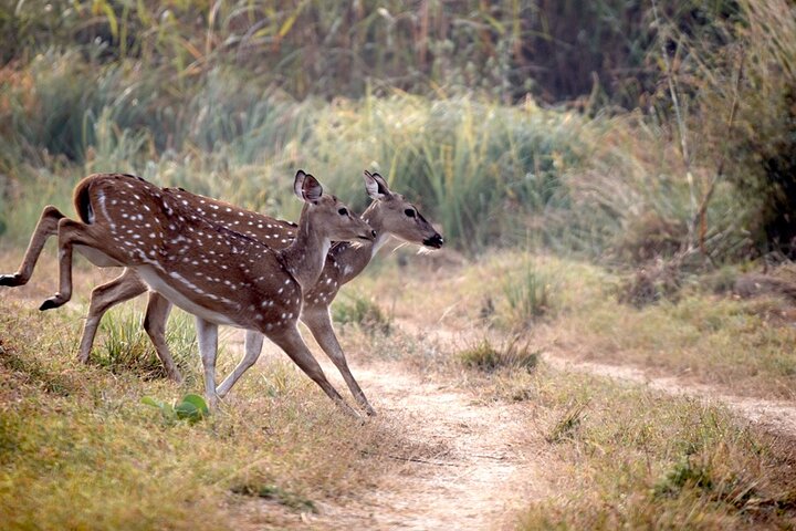 Safari in Bandhavgarh, Kanha, Pench & Tadoba National Parks