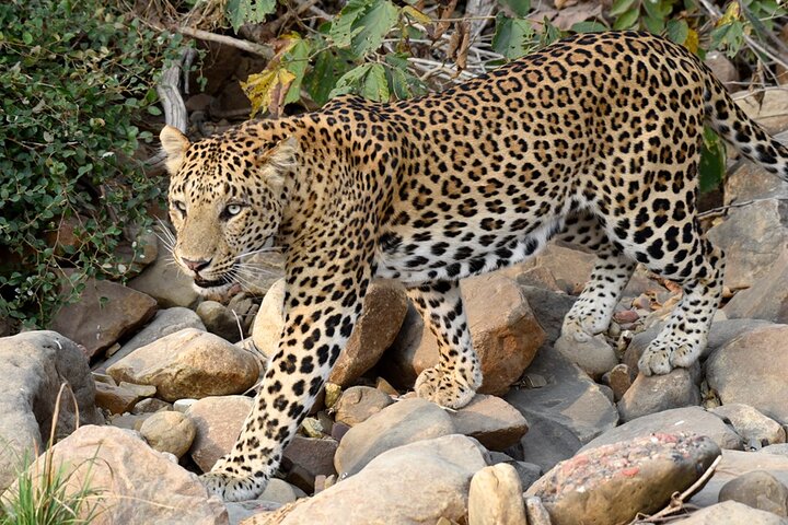 Safari in Bandhavgarh, Kanha, Pench & Tadoba National Parks