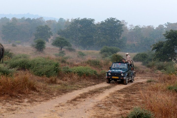 Safari in Bandhavgarh, Kanha, Pench & Tadoba National Parks