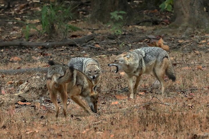 Safari in Bandhavgarh, Kanha, Pench & Tadoba National Parks