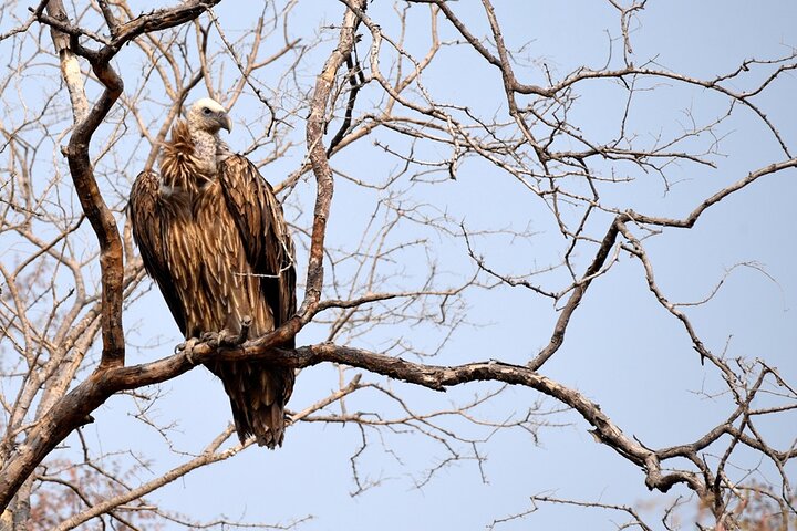 Safari in Bandhavgarh, Kanha, Pench & Tadoba National Parks