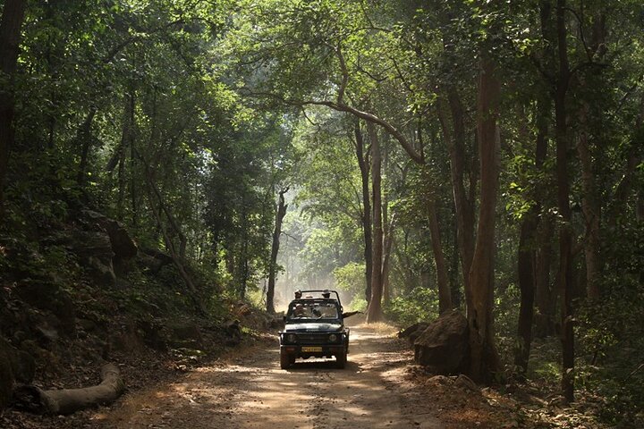 Safari in Bandhavgarh, Kanha, Pench & Tadoba National Parks
