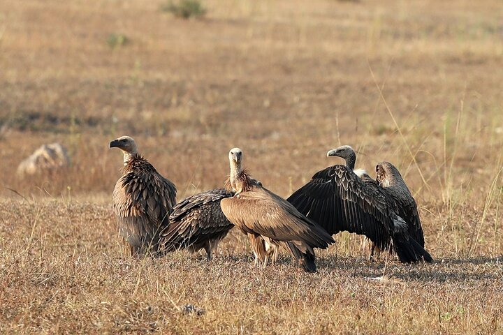 Safari in Bandhavgarh, Kanha, Pench & Tadoba National Parks